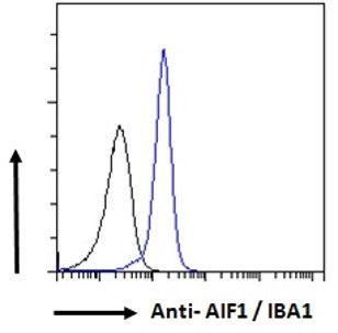 Goat anti-AIF1 / IBA1 (isoforms 1 + 3) Antibody