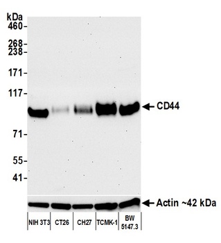 Rabbit anti-CD44 Recombinant Monoclonal Antibody [BLR038F]