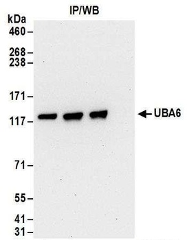 Rabbit anti-UBA6 Antibody, Affinity Purified