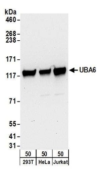 Rabbit anti-UBA6 Antibody, Affinity Purified