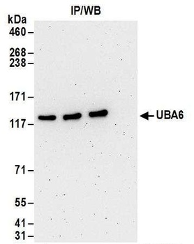 Rabbit anti-UBA6 Antibody, Affinity Purified