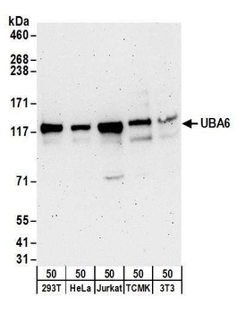Rabbit anti-UBA6 Antibody, Affinity Purified