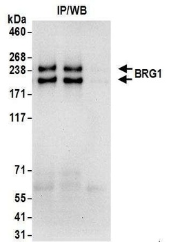 Goat anti-BRG1/SMARCA4 Antibody, Affinity Purified