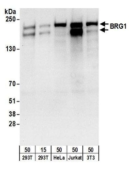 Goat anti-BRG1/SMARCA4 Antibody, Affinity Purified