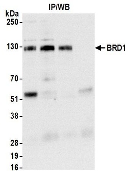 Rabbit anti-BRD1 Antibody, Affinity Purified