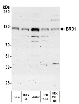 Rabbit anti-BRD1 Antibody, Affinity Purified