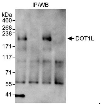 Rabbit anti-DOT1L Antibody, Affinity Purified