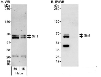 Rabbit anti-Sin1 Antibody, Affinity Purified