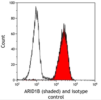 Rabbit anti-ARID1B Recombinant Monoclonal Antibody [BLR291L]