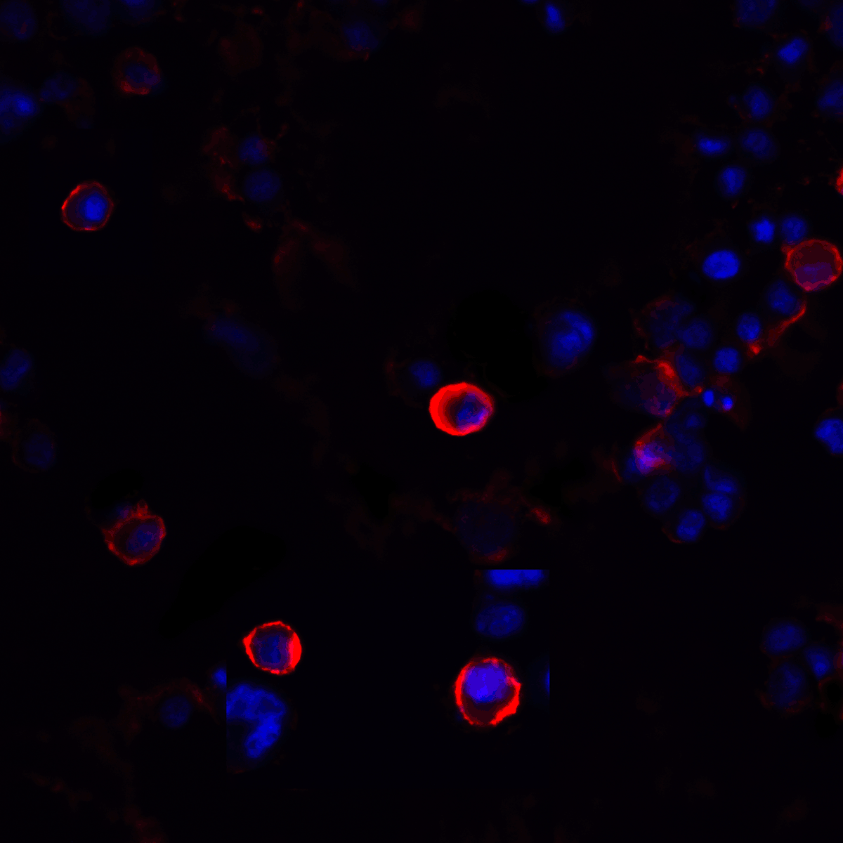 CTLA4 Antibody [1E6]
