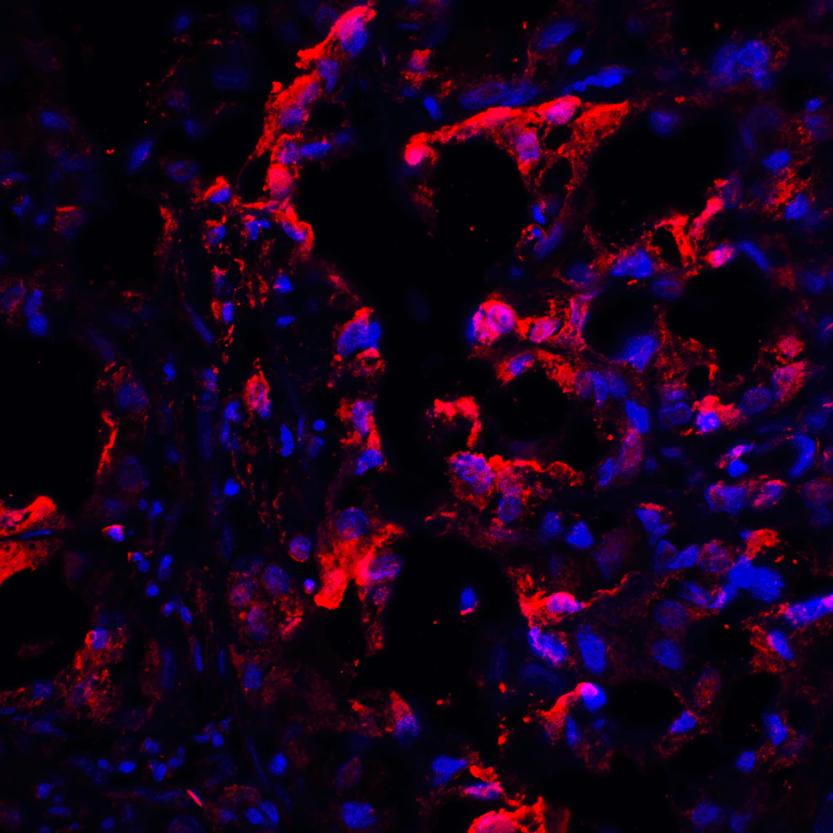 CTLA4 Antibody [1E6]