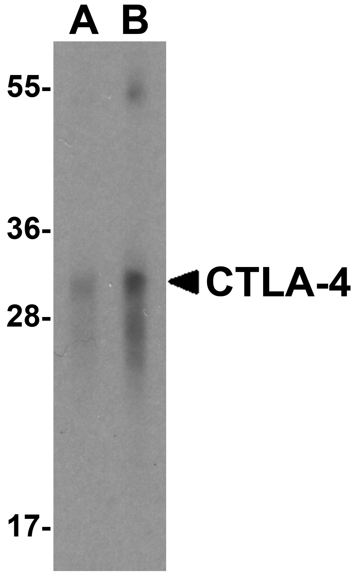 CTLA4 Antibody [2G10]