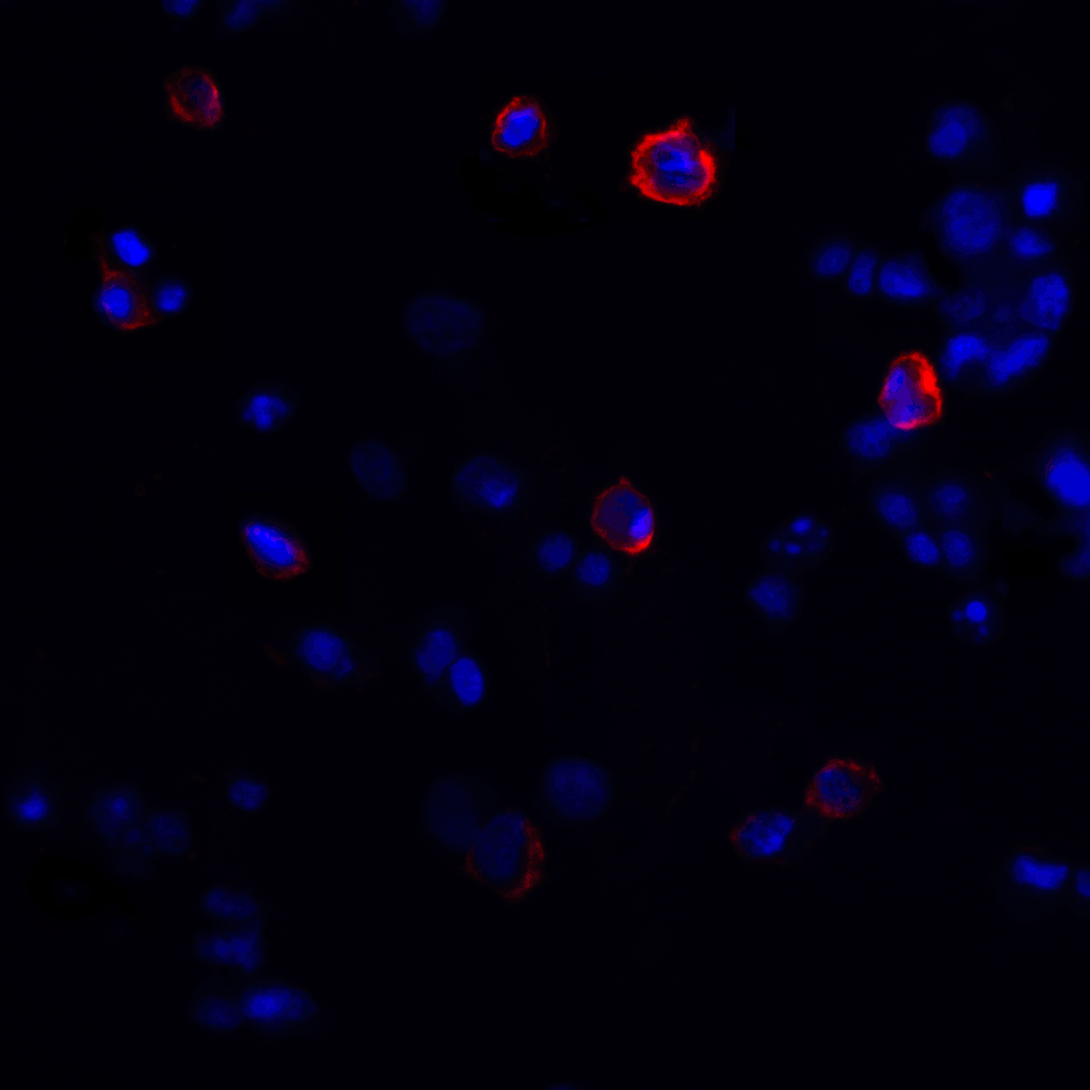 CTLA4 Antibody [2G10]