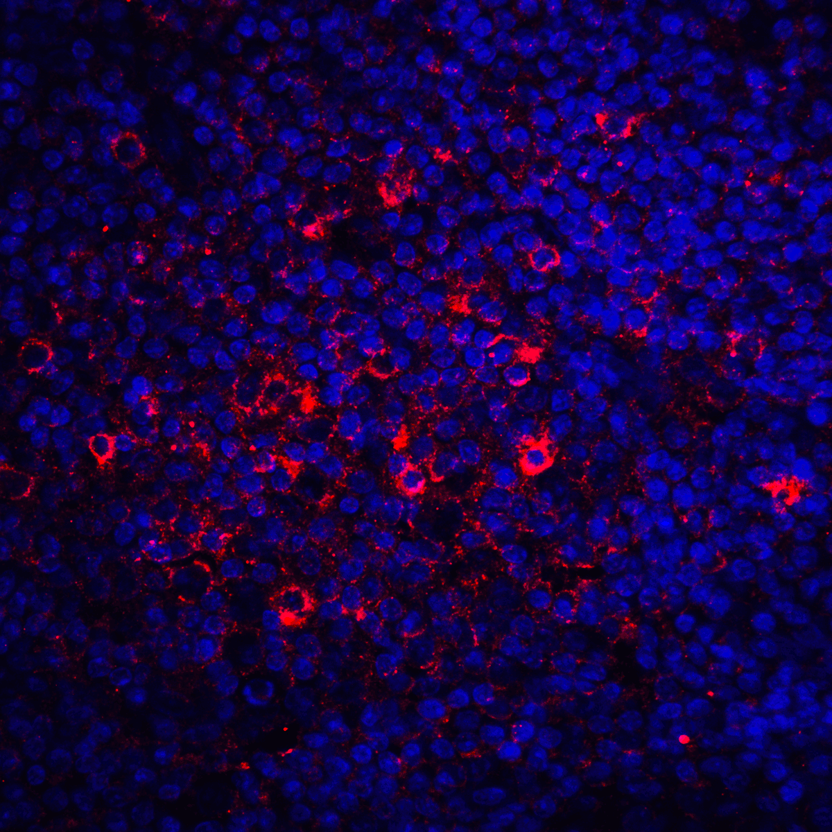 CTLA4 Antibody [2G10]