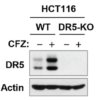 DR5 Antibody
