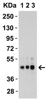 DR5 Antibody