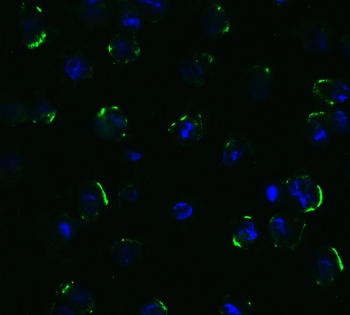 DR5 Antibody