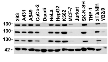 Vinculin Antibody