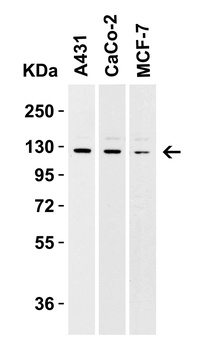 Vinculin Antibody