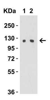 Vinculin Antibody