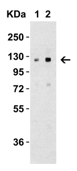 Vinculin Antibody