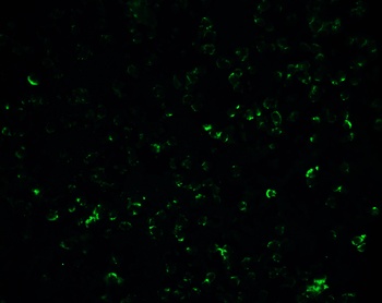 Vinculin Antibody