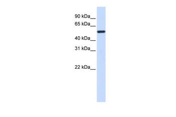 TUBA4A Antibody