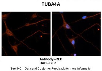 TUBA4A Antibody