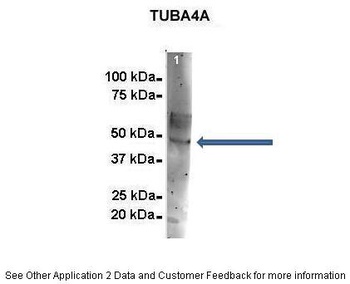 TUBA4A Antibody