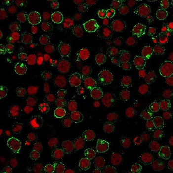CD28 Antibody [204.12]