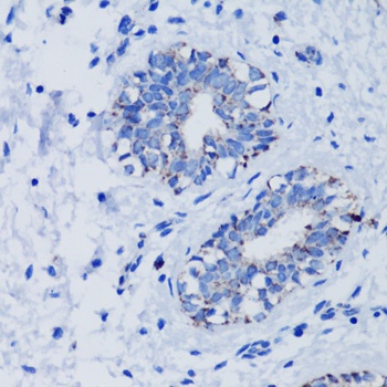 TFAM Antibody