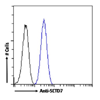 SETD7 Antibody [RAB-C220], Rabbit IgG