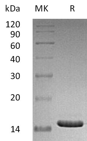 Human CD40LG protein