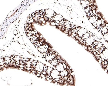 Anti-TCEA1 Rabbit Monoclonal Antibody
