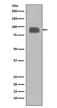 CD44 Rabbit Monoclonal Antibody