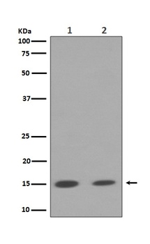 Histone H3 (mono+di+tri methyl K79) HIST1H3A Rabbit Monoclonal Antibody