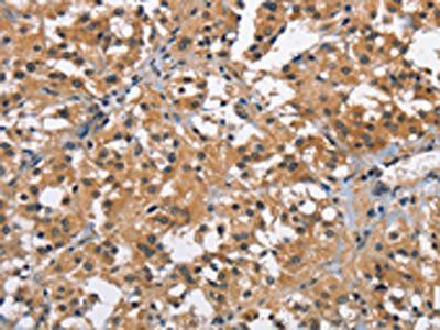 BRE Antibody