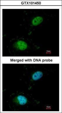 SAFB antibody