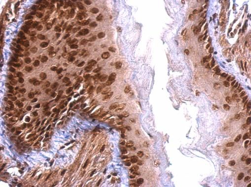SAFB antibody