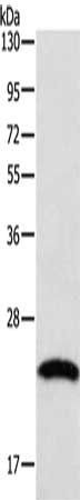 TAGLN2 Antibody