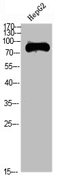 TICAM1 Antibody