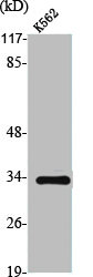 TRADD Antibody