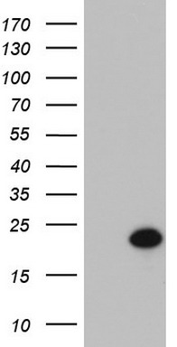 TRIF Antibody