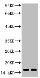 Tri-methyl-Histone H3(K79) Monoclonal Antibody