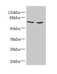 TNFRSF11A Antibody