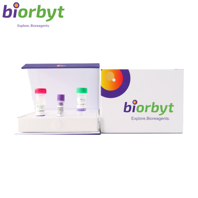 CD4 Recombinant Monoclonal Antibody