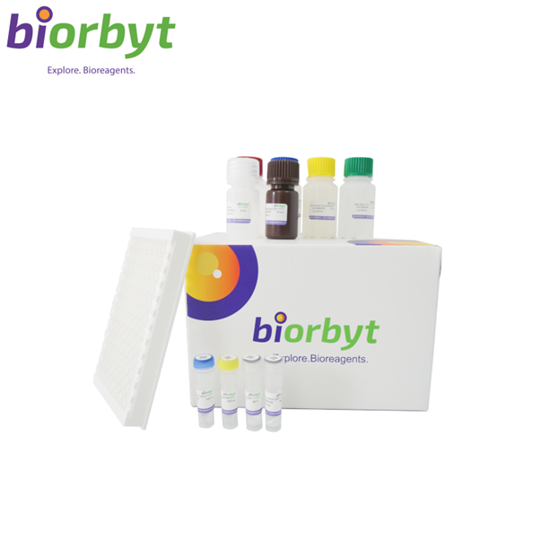 Rat amyloid beta peptide 1-42, Aβ1-42 ELISA Kit