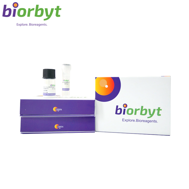 Human GPRC5D-Strep full length protein-synthetic nanodisc